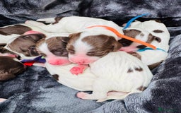 English Springer Spaniel dogs for sale: KC Quality English Springer Spaniels - Image 13