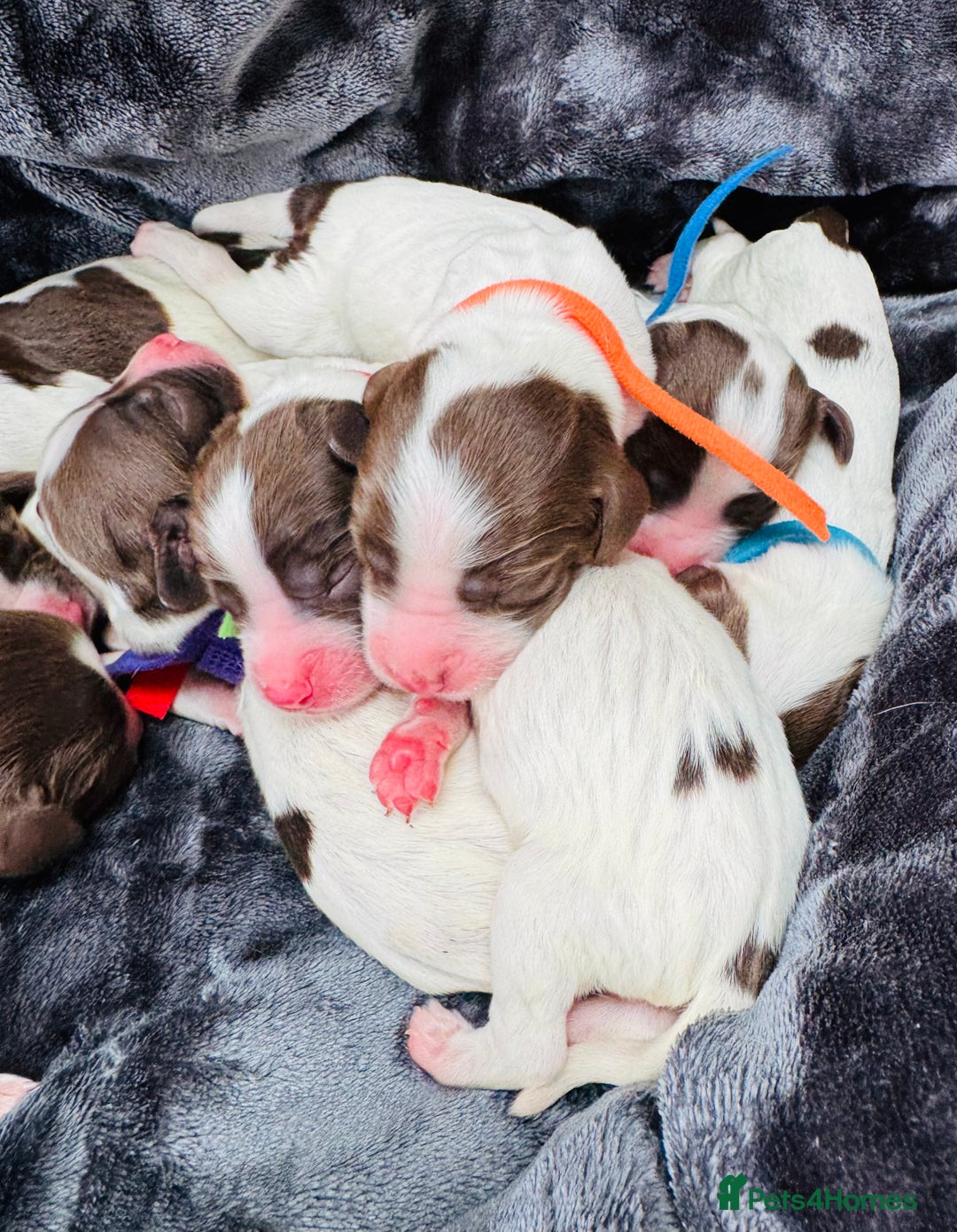 English Springer Spaniel dogs for sale: KC Quality English Springer Spaniels - Image 13