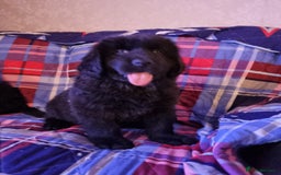 Newfoundland dogs for sale: Health checked Newfoundland Puppies - Image 3