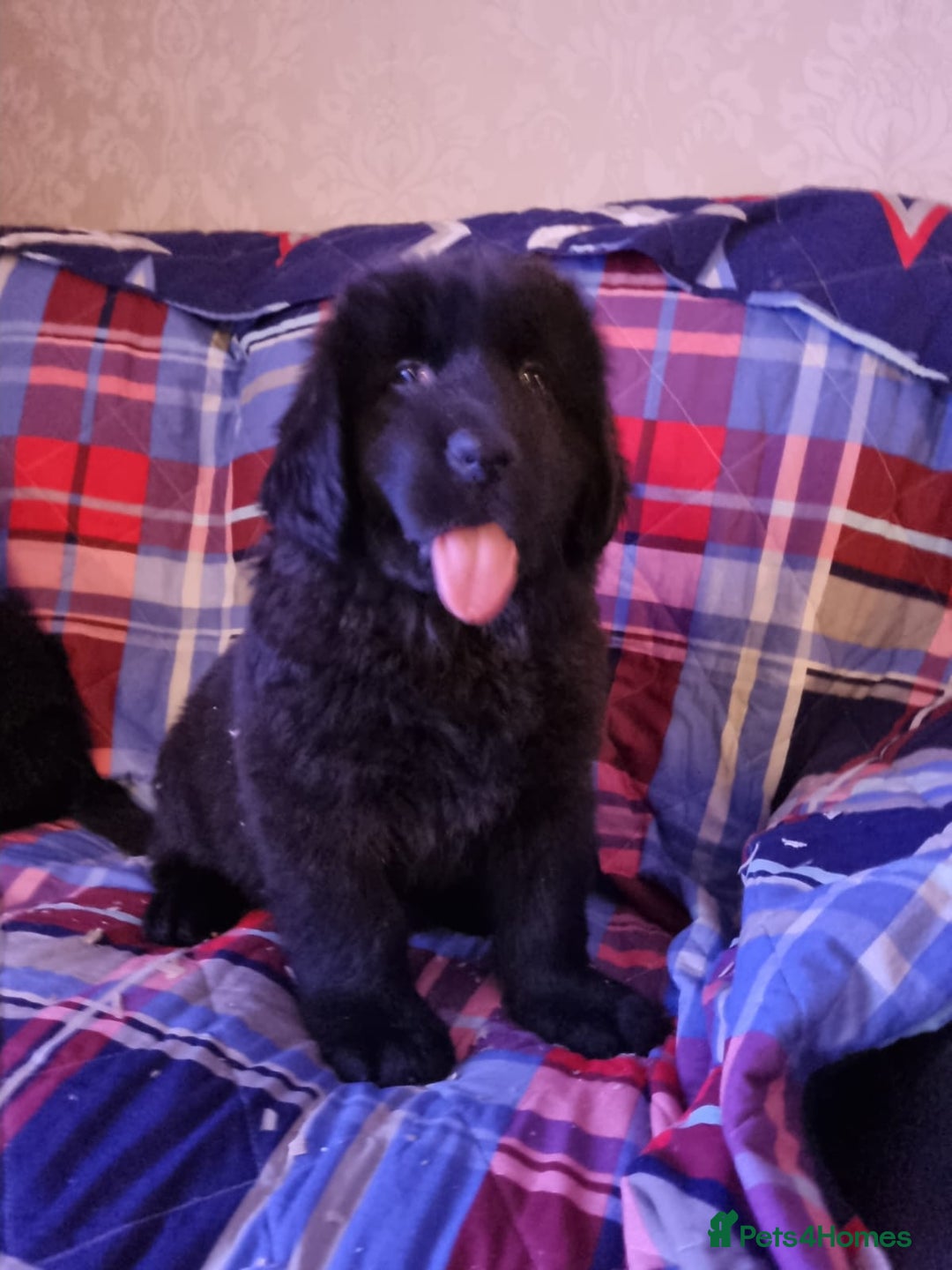 Newfoundland dogs for sale: Health checked Newfoundland Puppies - Image 3