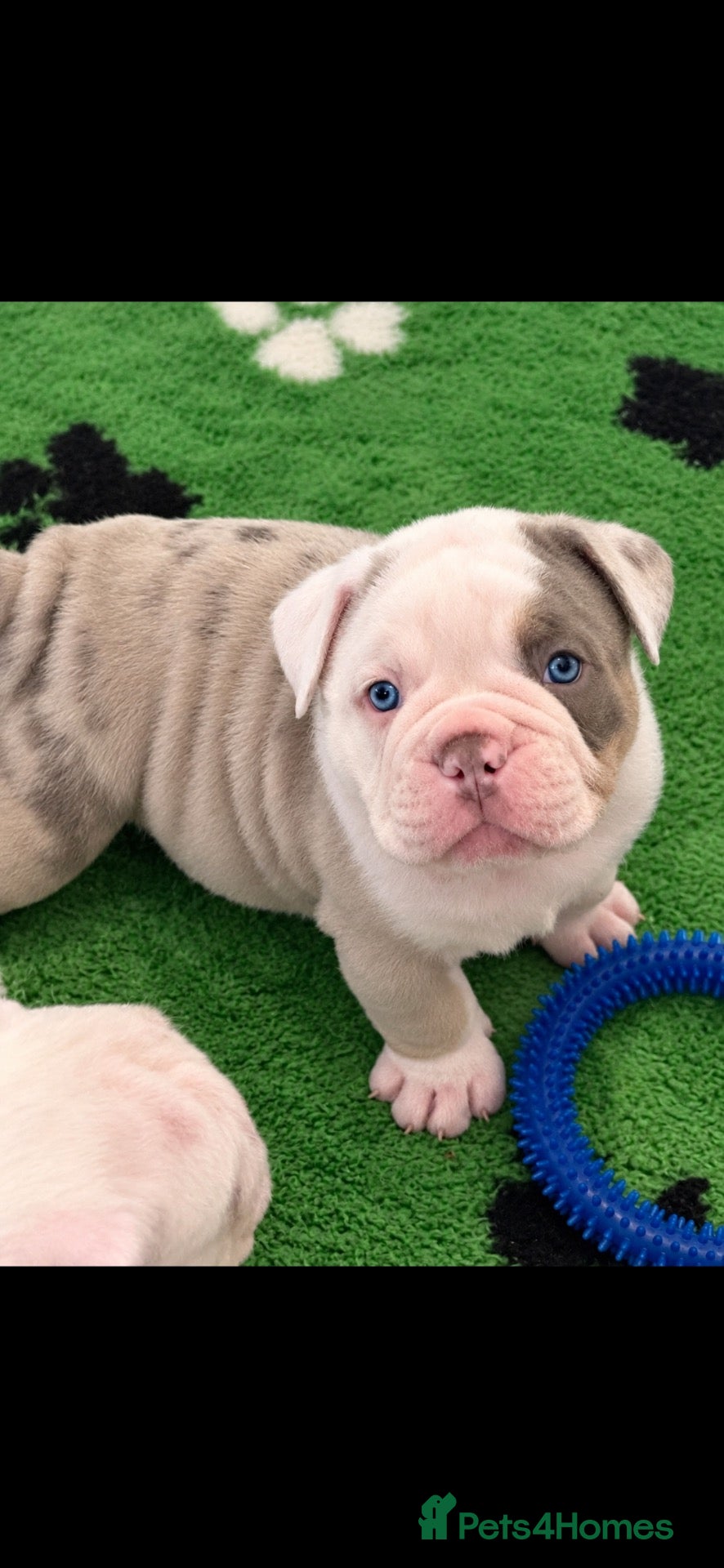 Olde English Bulldogge dogs 🍁🩵 stunning olde English pups 🩷🍁 - Advert 3