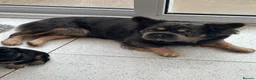French Bulldog dogs for sale: Fluffy Frenchies - Advert 10