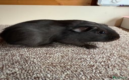 Guinea Pig rodents for sale: Self Chocolate Boars - Advert 9