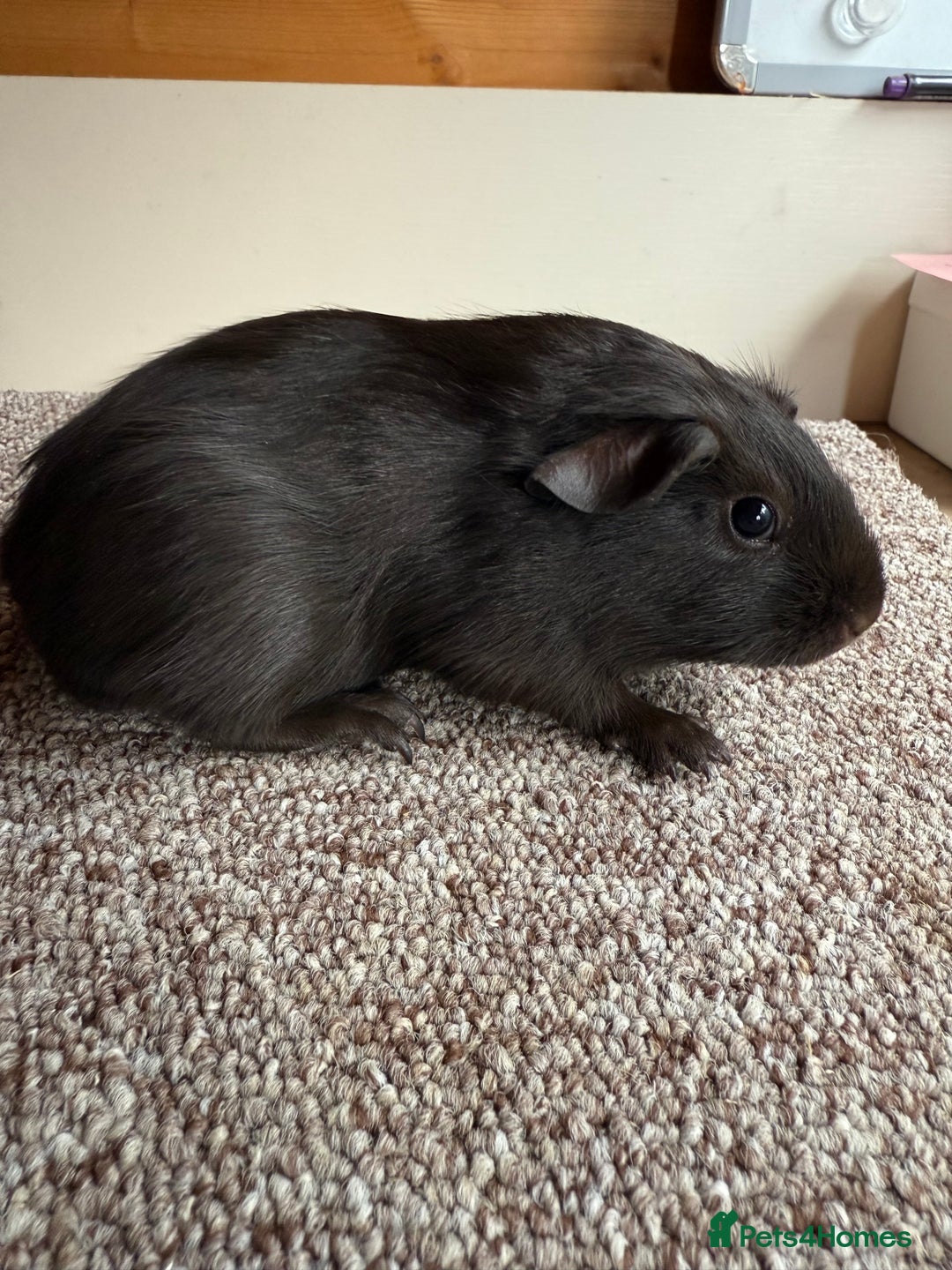 Guinea Pig rodents for sale: Self Chocolate Boars - Advert 9