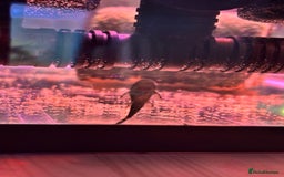 Plecos fish for sale: Bristlenose plecos - Advert 2