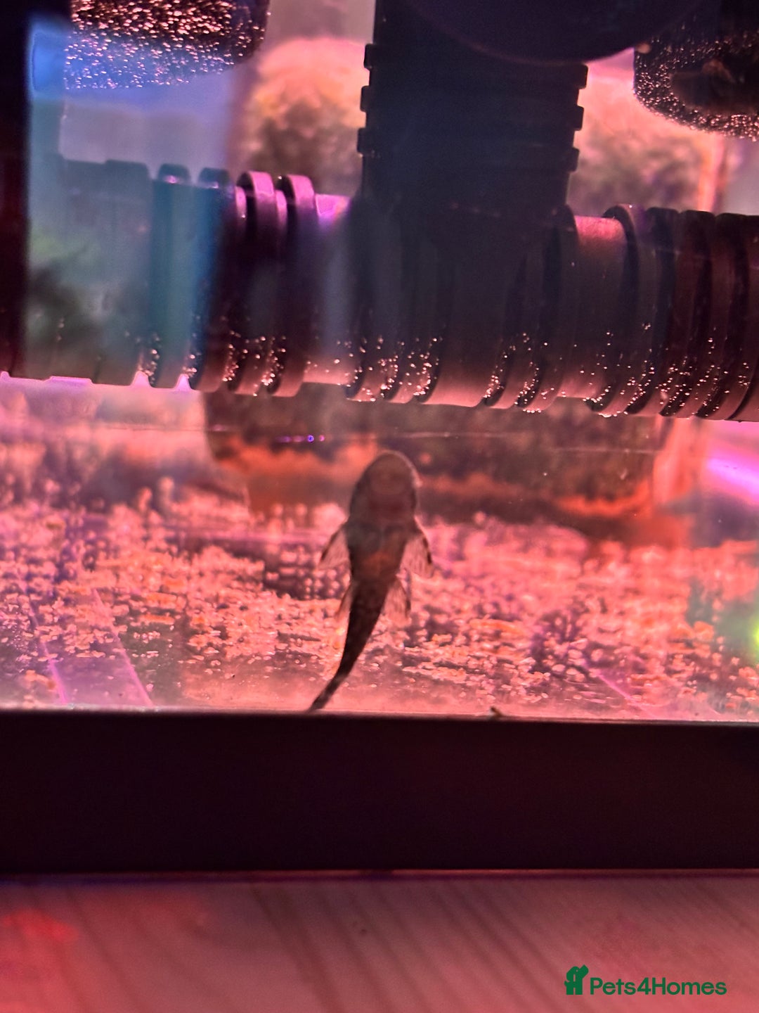 Plecos fish for sale: Bristlenose plecos - Advert 2