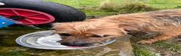 Border Terrier dogs for sale: KC registered 2y Border Terrier Bitch - Advert 6