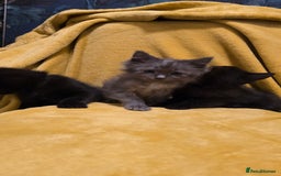 Mixed Breed cats for sale: Beautiful half ragdoll kittens - Image 2
