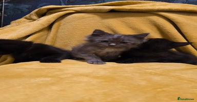 Mixed Breed cats - Advert 6
