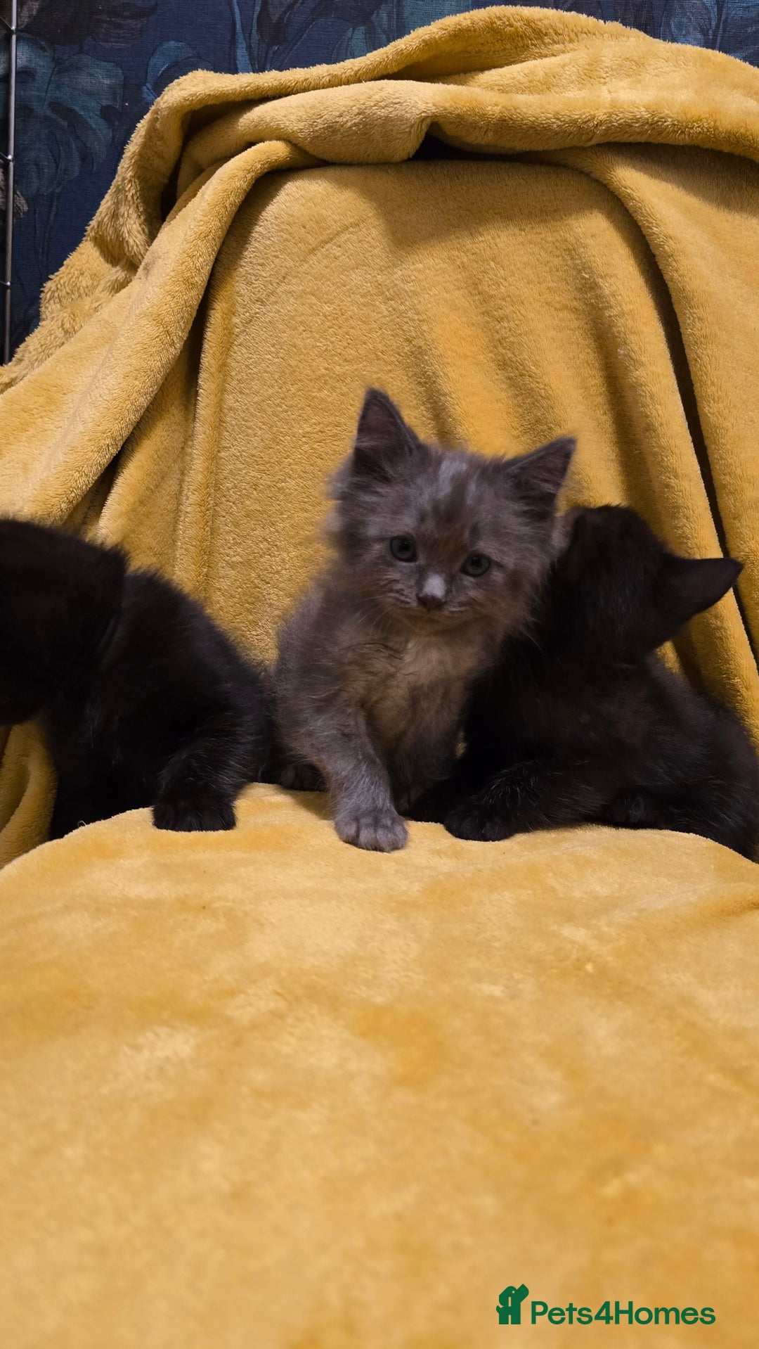 Mixed Breed cats for sale: Beautiful half ragdoll kittens - Image 2
