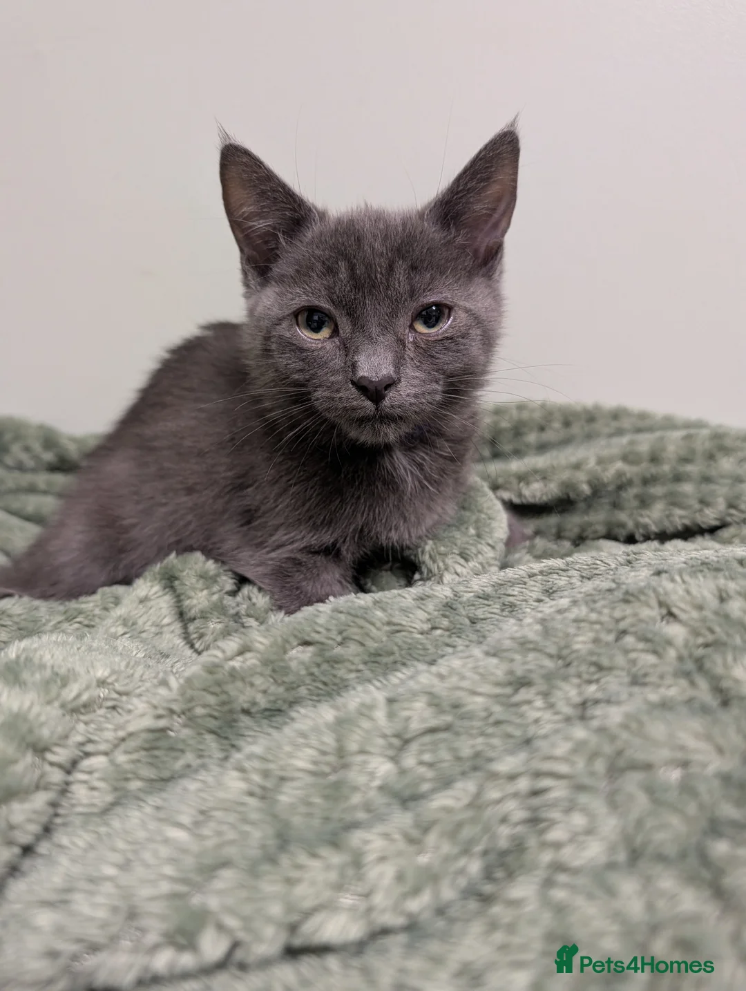 Mixed Breed cats for sale: Gorgeous fluffy kittens  - Advert 7