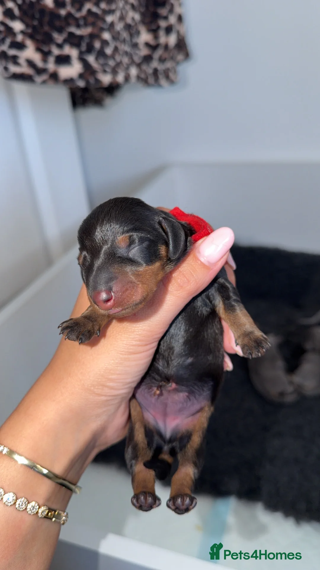 Dachshund dogs for sale: Dachshund Puppies 🩷💙 in Stockton-on-Tees - Advert 2