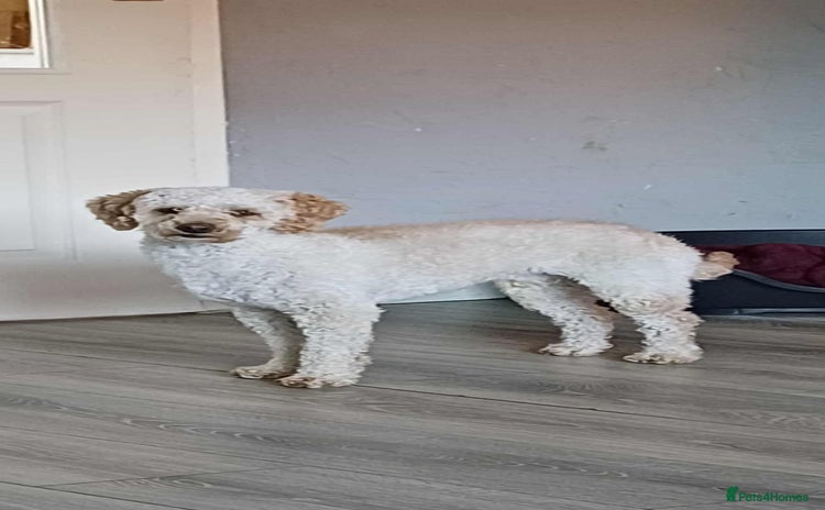 Miniature Poodle dogs - Advert 1