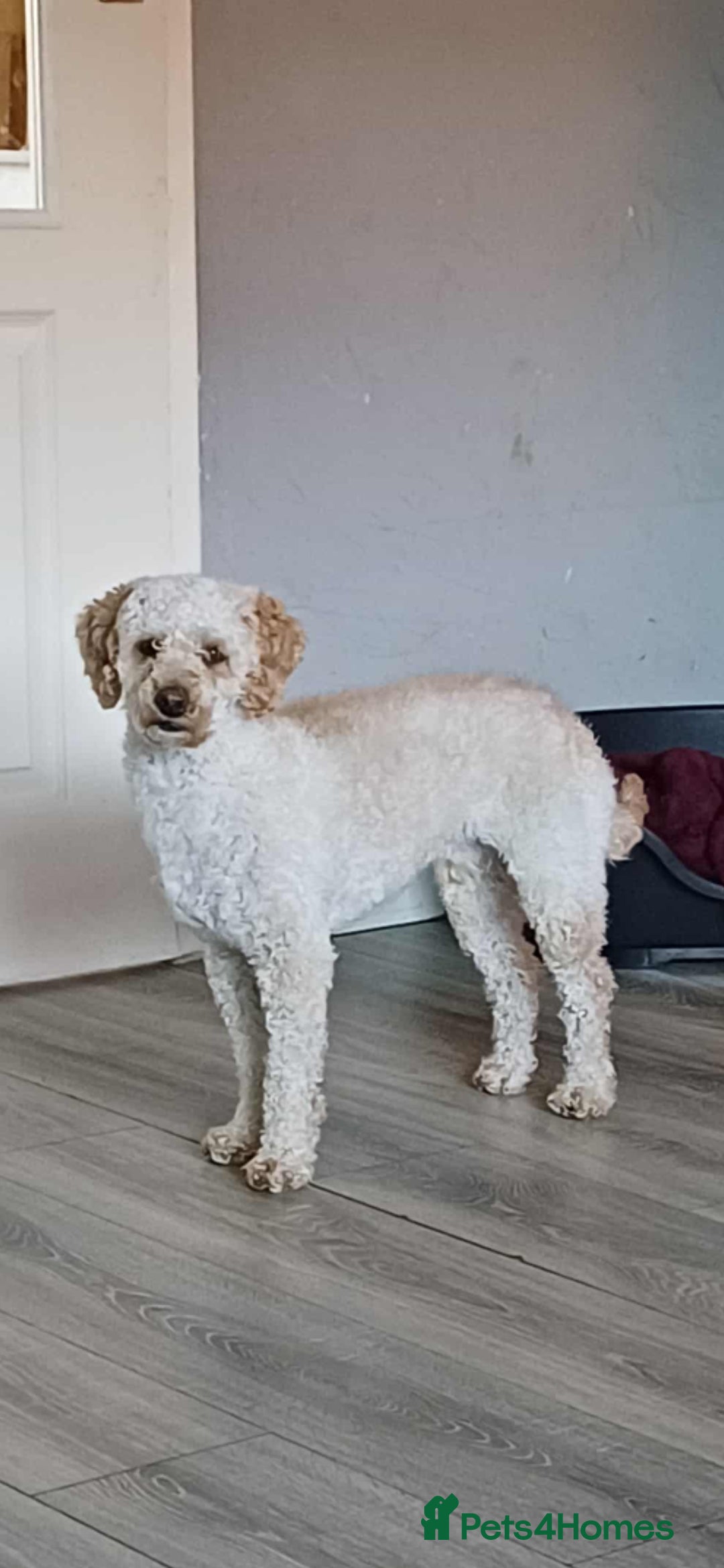 Miniature Poodle dogs for stud: Miniature poodle stud dog - Advert 2