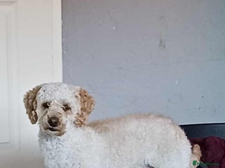 Miniature Poodle dogs - Advert 5