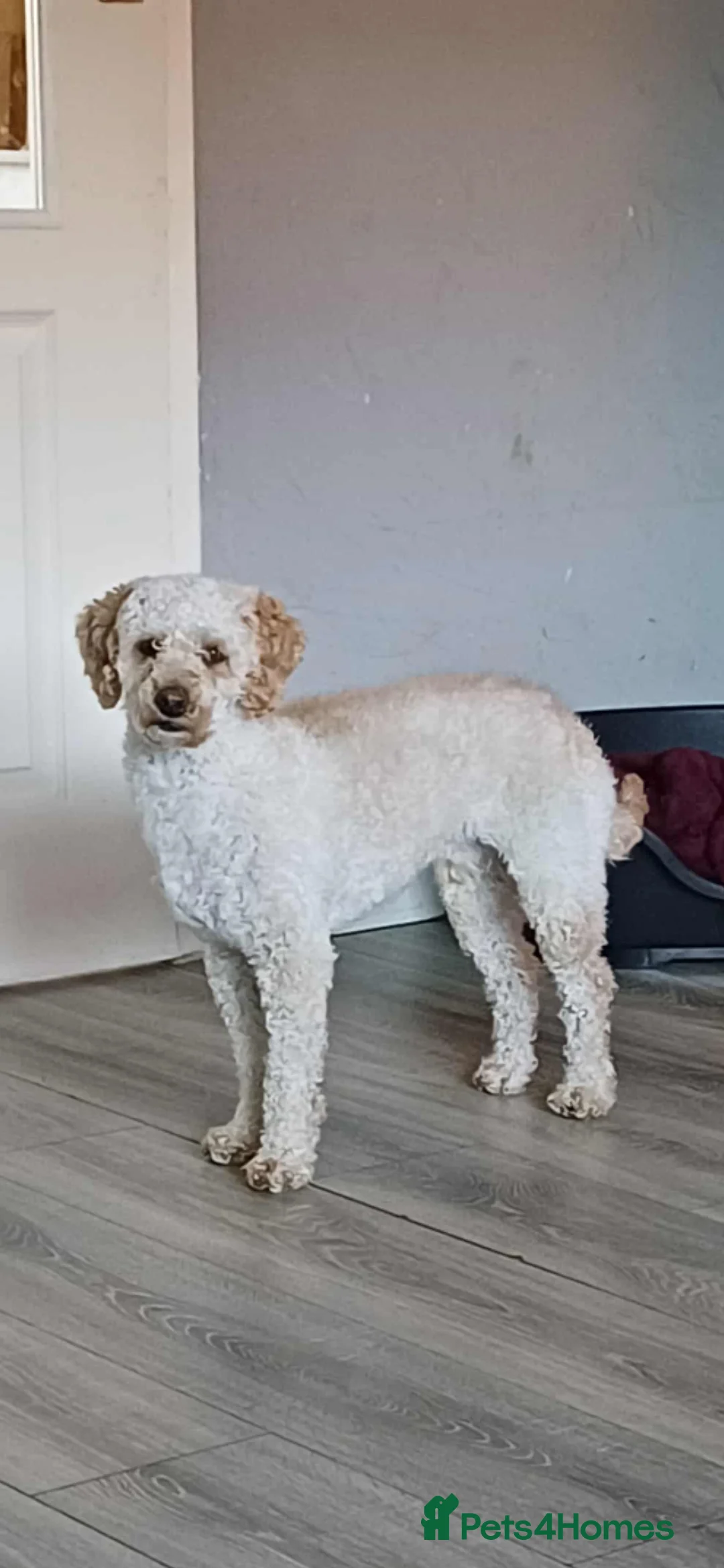 Miniature Poodle dogs for stud: KC Registered Miniature poodle stud dog - Advert 1