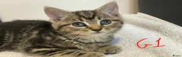 European cats for sale: Beautiful kittens for sale - Advert 9