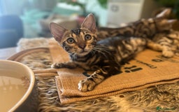 Bengal cats for sale: Beautiful Bengal Kittens Ready for Forever Homes - Image 16