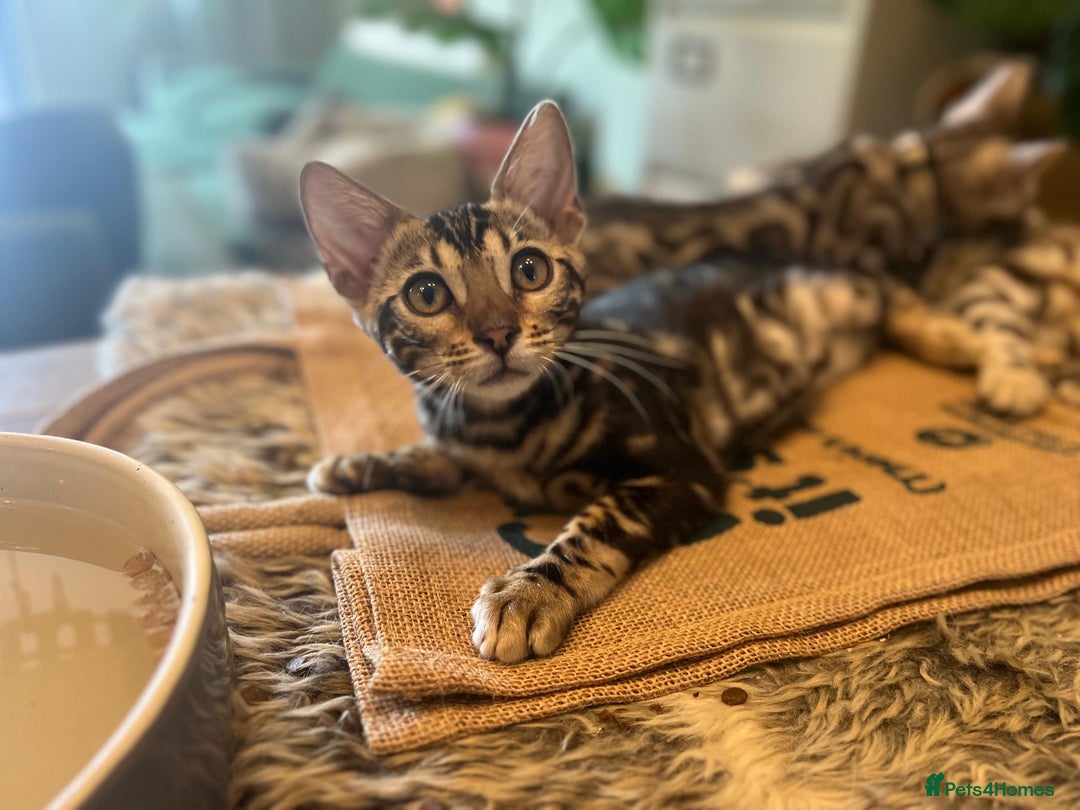 Bengal cats for sale: Beautiful Bengal Kittens Ready for Forever Homes - Image 16