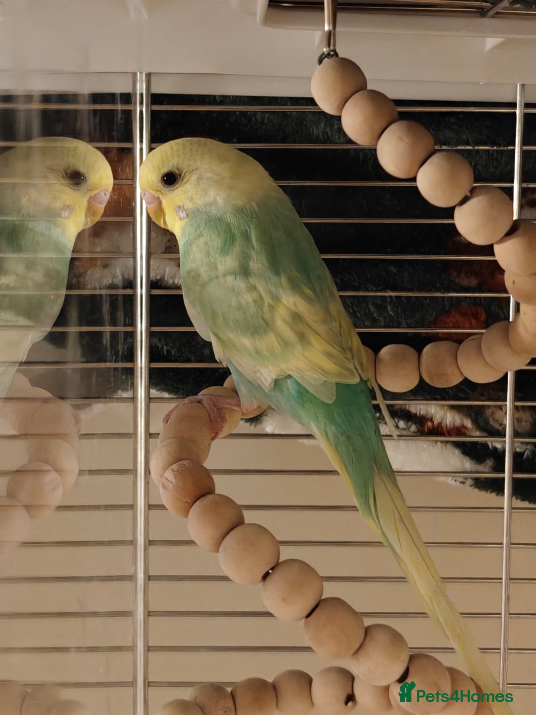 Budgerigars birds for sale: Pair of Young Male Budgies + Cage & Equipment - Advert 2