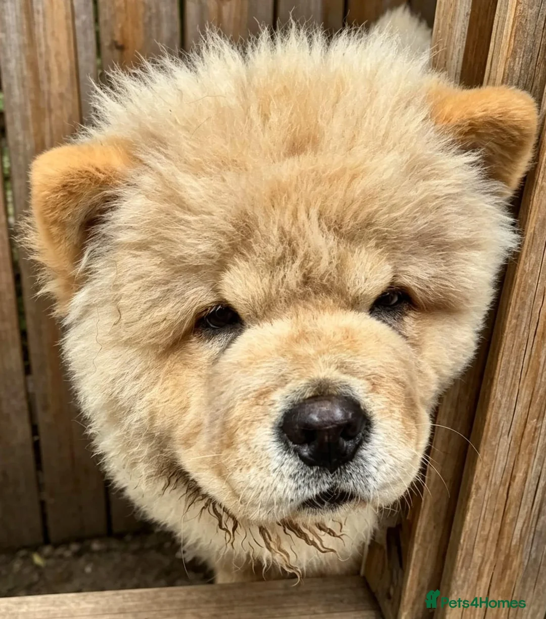 Chow Chow dogs for sale: KC registered chow chow male puppy Exceptional boy - Advert 2