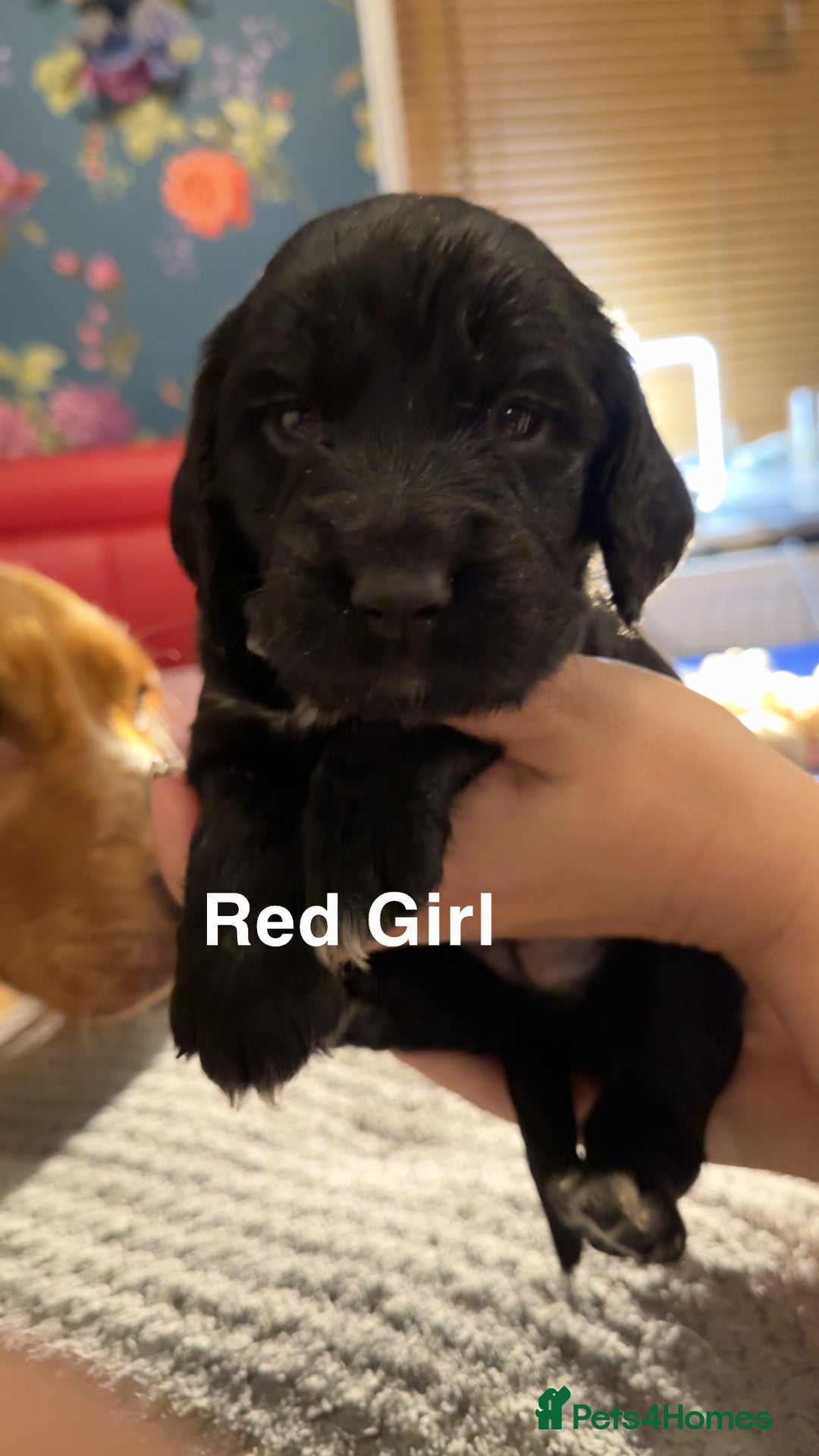Cocker Spaniel dogs for sale: Cocker Spaniel Puppies looking for new home - Advert 3