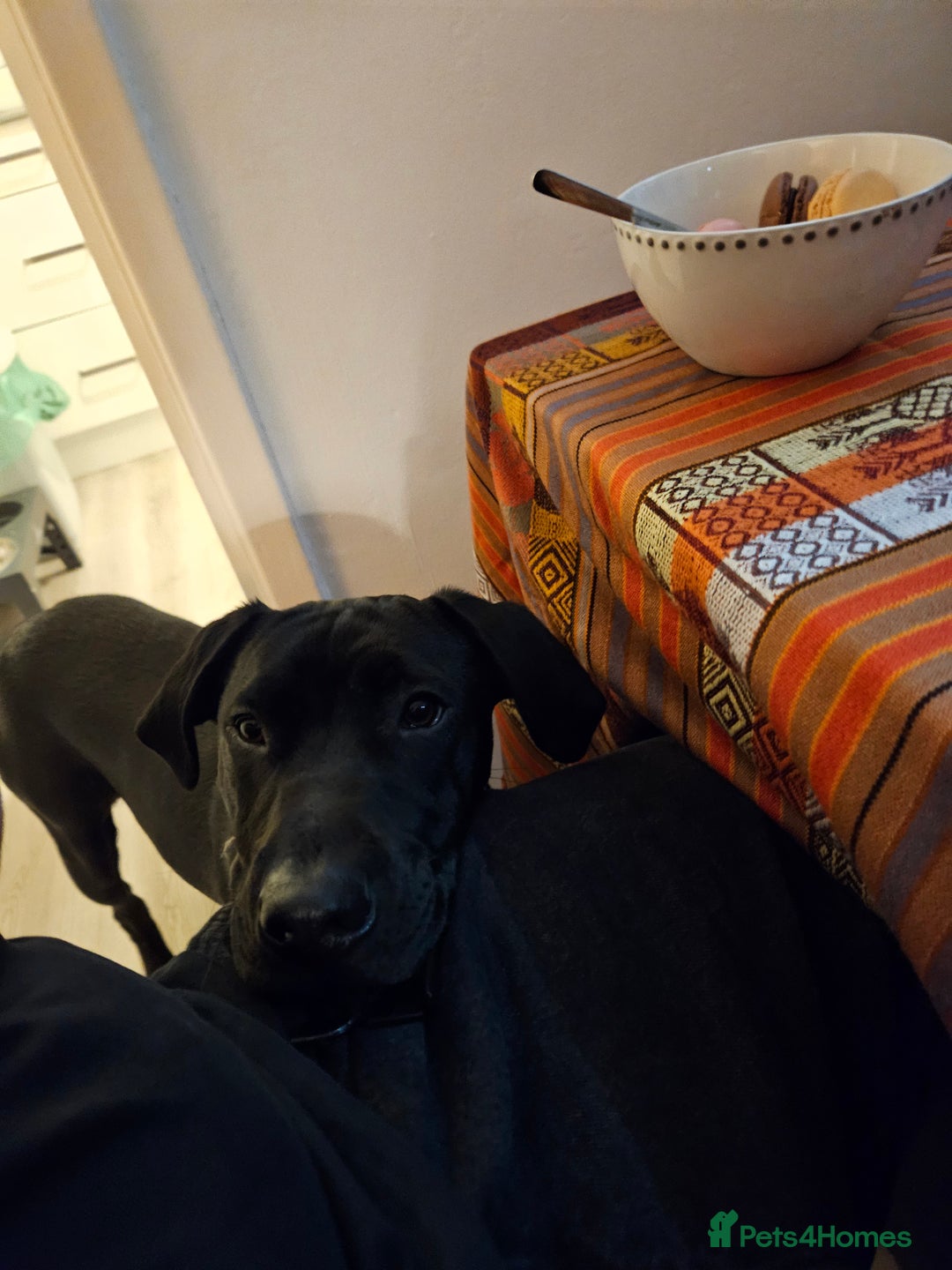 Mixed Breed dogs for sale: 9 month old black lab x staffy mix - Image 6