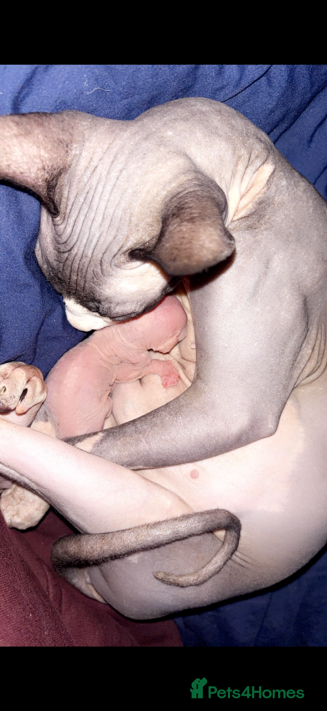 Sphynx cats for sale: beautiful sphynx kittens for sale   - Advert 4