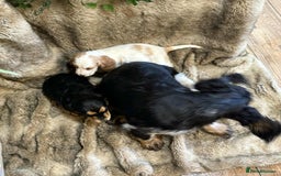 Cocker Spaniel dogs for sale: Beautiful Cocker Spaniel Litter - Image 13