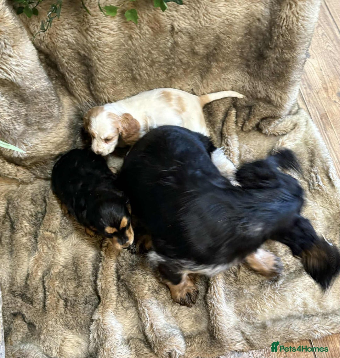 Cocker Spaniel dogs for sale: Beautiful Cocker Spaniel Litter - Image 13