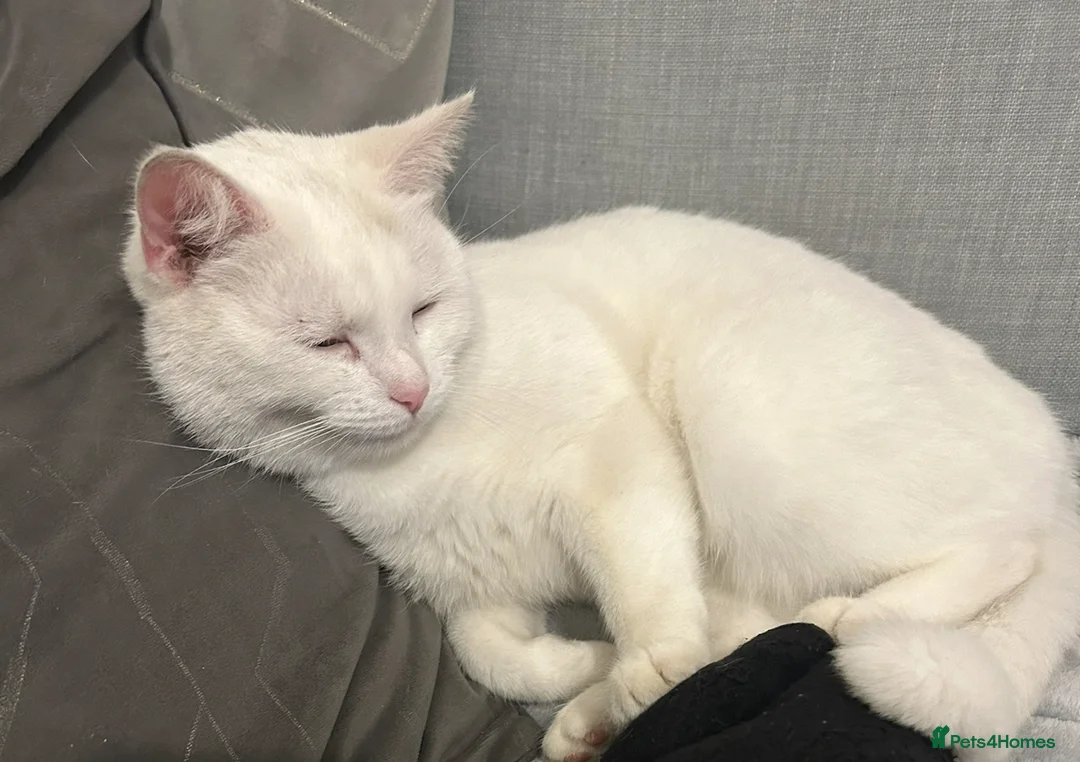 Mixed Breed cats for sale: 5-Year-Old Friendly Female Cat  - Advert 3