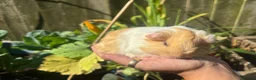 Guinea Pig rodents for sale: Gold & white Coronet Boar  - Advert 3