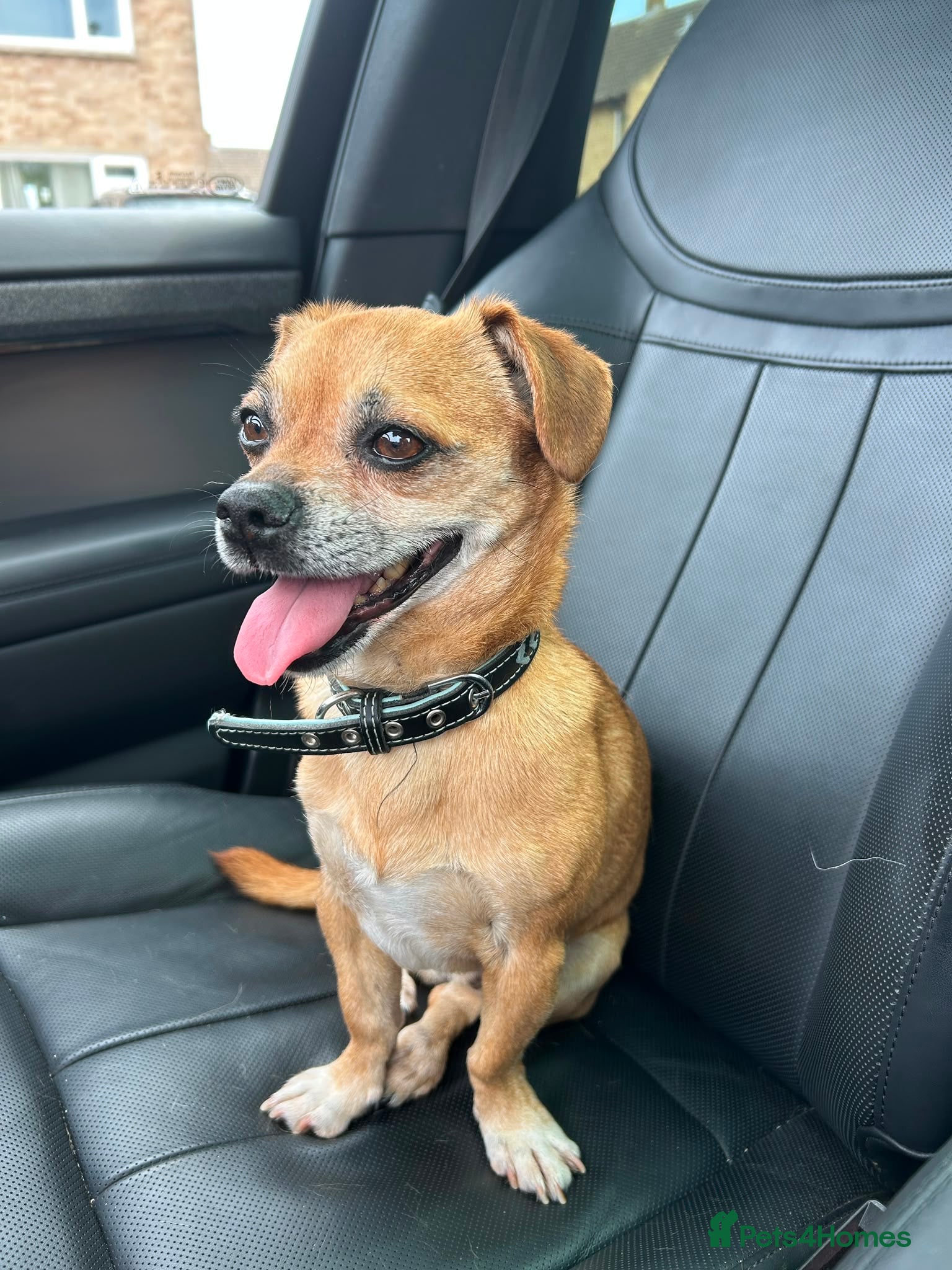 Mixed Breed dogs Speedy 💙 - Advert 3
