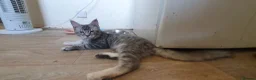 Maine Coon cats for sale: 2 boys 1 girl. MAINE COON KITTENS 3LEFT🐾 ACTIVE. - Advert 6
