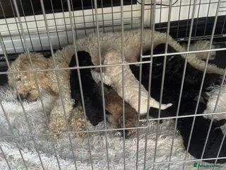 Miniature Poodle dogs miniature poodles for sale KC registered - Advert 6