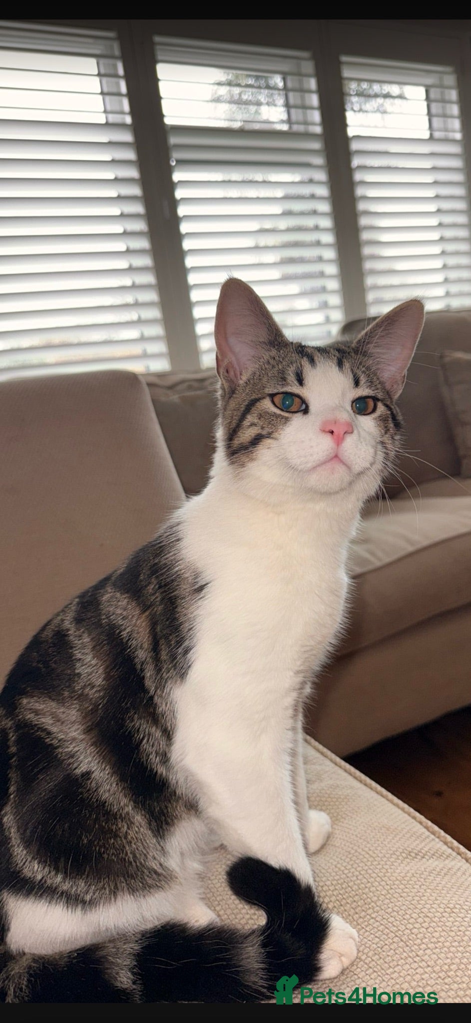 Mixed Breed cats  ** s.  - Advert 1