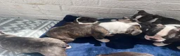 Boston Terrier dogs for sale: Brindle Boston terrier KC puppies  - Advert 16