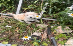Maltipoo dogs for sale: Toy f1 maltipoos health tested champagne coloured  - Image 3