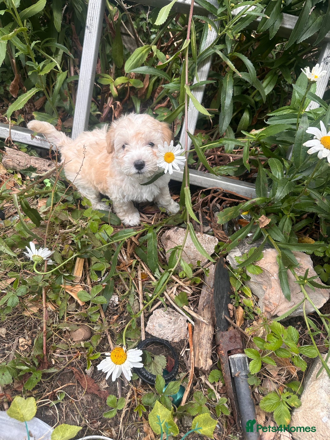 Maltipoo dogs for sale: Toy f1 maltipoos health tested champagne coloured  - Image 3