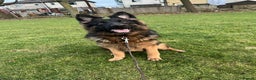 German Shepherd dogs for sale: Beautiful German Shepherd Girl  - Advert 5