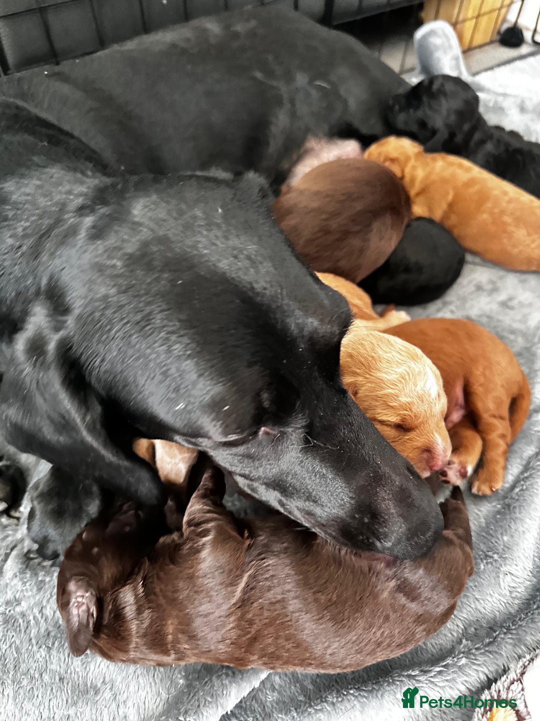 Doxiepoo dogs for sale: Stunning Doxiepoo Puppies for sale  - Advert 9