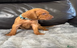 Hungarian Vizsla dogs for sale: Gorgeous KC reg Hungarian Vizsla puppies - Image 22