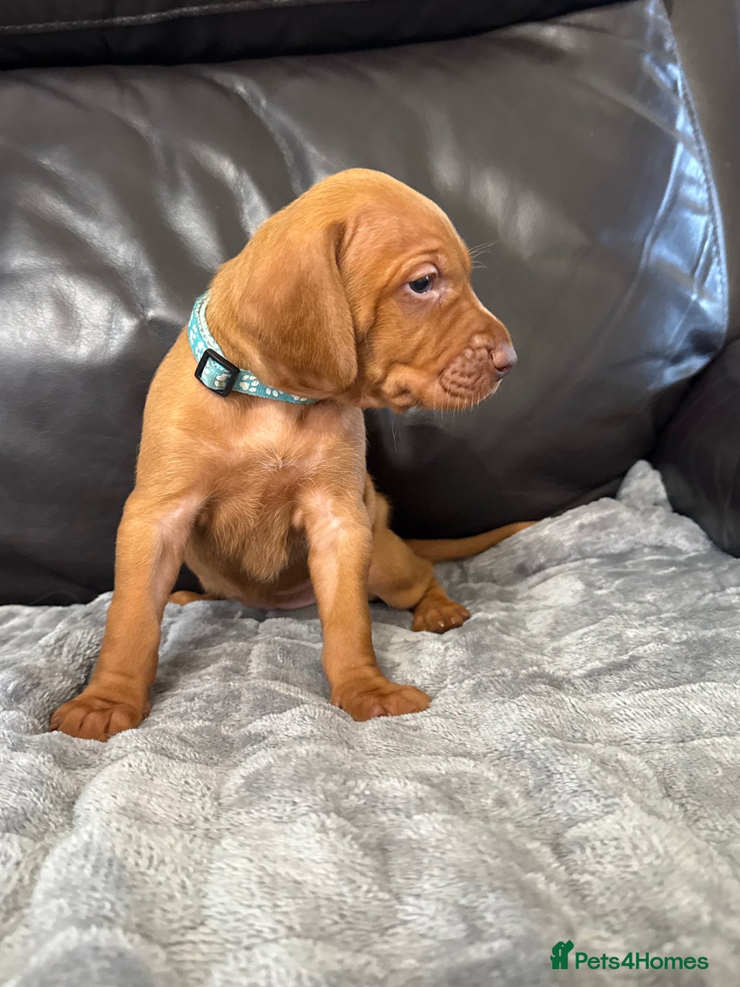 Hungarian Vizsla dogs for sale: Gorgeous KC reg Hungarian Vizsla puppies - Image 22
