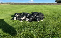 Border Collie dogs for sale: Superb litter of purebred Border Collie puppies  - Image 19