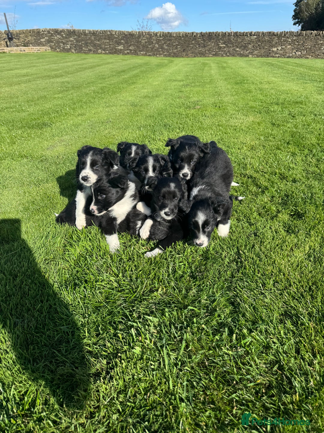 Border Collie dogs for sale: Superb litter of purebred Border Collie puppies  - Image 19