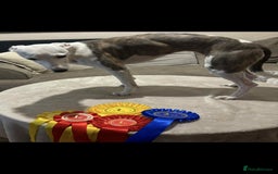 Whippet dogs for sale: Whippet Pups For Sale - Image 15