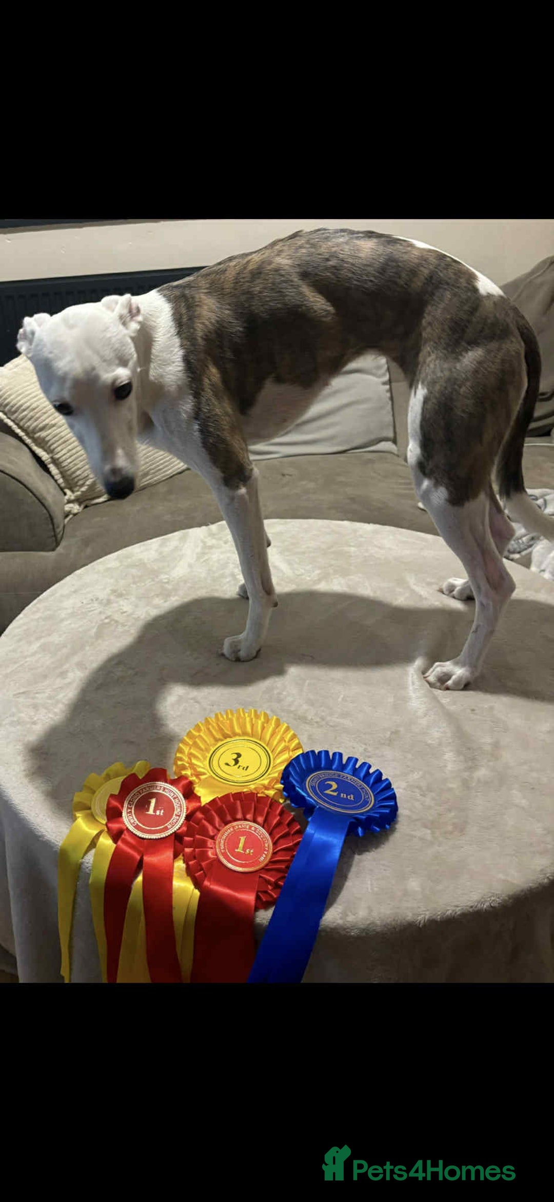 Whippet dogs for sale: Whippet Pups For Sale - Image 15