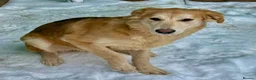 Golden Retriever dogs for adoption: 🐾 GOLDIE – Male Golden Retriever - Advert 3
