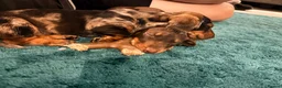 Miniature Dachshund dogs for sale: 1 Beautiful Miniature Dachshund Puppy left! 🩷 - Advert 19