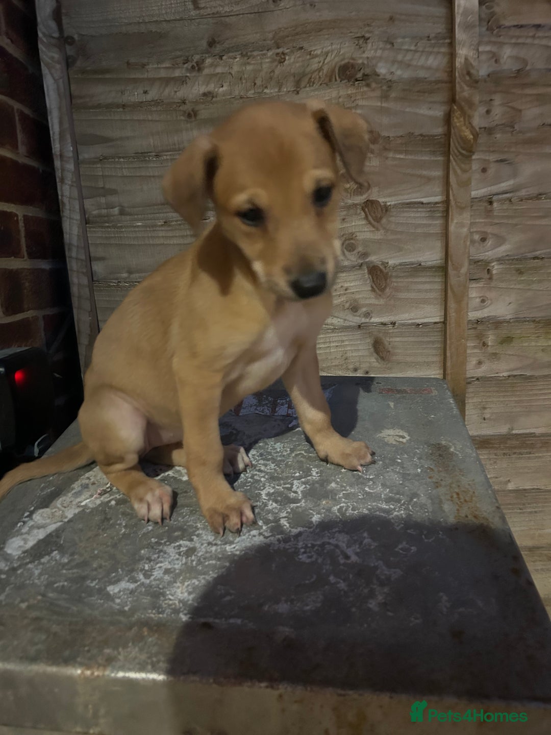 Lurcher dogs for sale: Beautiful litter of Lurcher puppies  - Advert 2